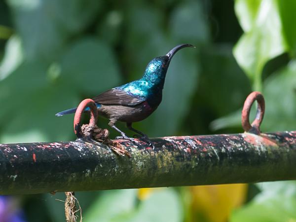 <h3><a href="/trips/srilanka/biota/animalia/chordata/aves/040 passeriformes/112 nectariniidae/cinnyris asiaticus/cinnyris asiaticus-nl.html">Cinnyris&nbsp;asiaticus</a> / Purple&nbsp;sunbird / Purperhoningzuiger</h3>NIKON D500 met AF-S Nikkor 300mm f/2.8G IF-ED VR II, 1/400 sec  bij F6.3, ISO 160, afstand 10.0&nbsp;m
